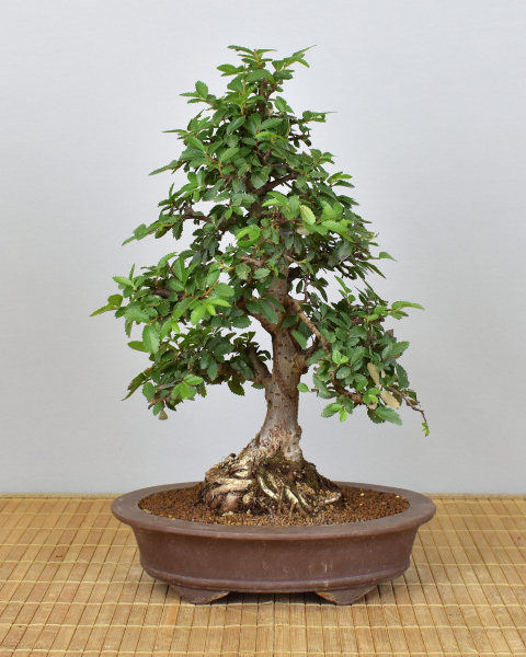 Bonsai Indoor, Chinesische Ulme (Ulmus parvifolia)